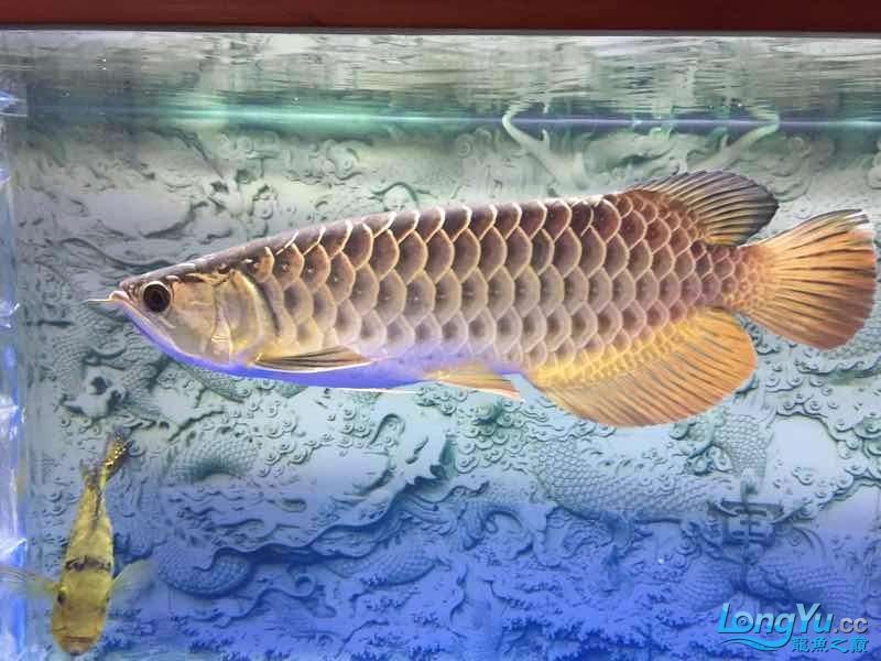 帝王龍魚會所助你圓夢 我的金龍和巴西亞豬鼻龜