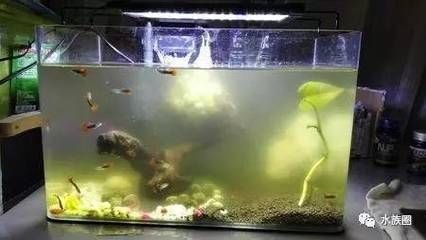 冬天做魚缸多少天才能用加熱棒：冬天使用加熱棒的具體時間