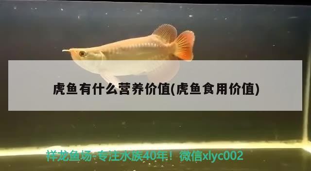 虎魚有什么營養價值(虎魚食用價值)