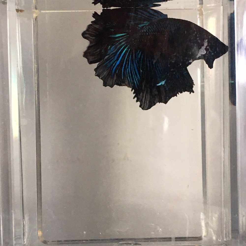 昨日撿漏