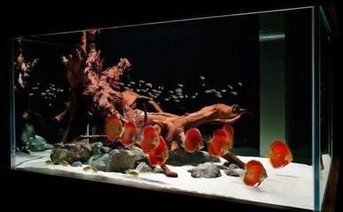 南關區青怡坊昌達水族行（南關區青怡坊電話）