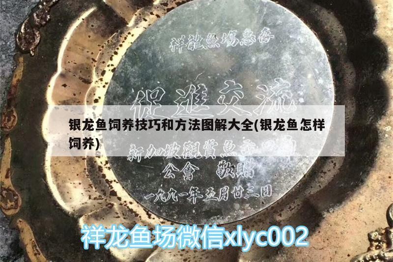 銀龍魚飼養技巧和方法圖解大全(銀龍魚怎樣飼養)