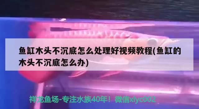 魚缸木頭不沉底怎么處理好視頻教程(魚缸的木頭不沉底怎么辦)