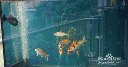 紅龍魚缸底色用哪種好看（紅龍魚缸底色用哪種好看圖片）