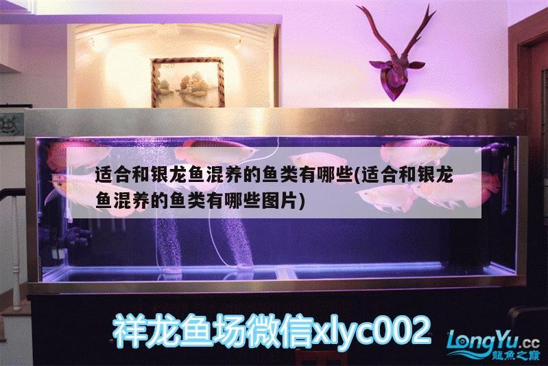 適合和銀龍魚混養的魚類有哪些(適合和銀龍魚混養的魚類有哪些圖片)
