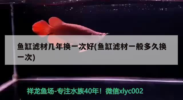 魚缸濾材幾年換一次好(魚缸濾材一般多久換一次) 魚缸濾材幾年換一次好(魚缸濾材一般多久換一次) 豬鼻龜百科
