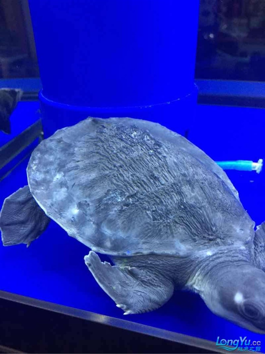 豬鼻龜背甲怎么了