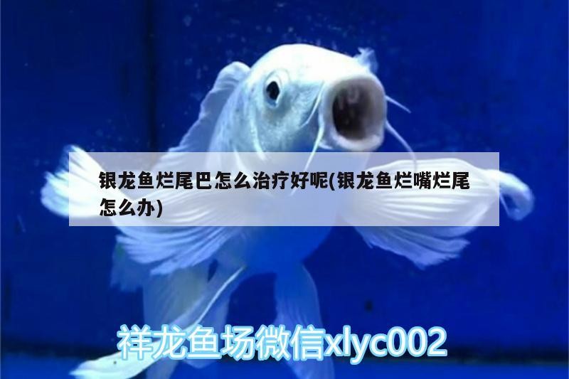 銀龍魚爛尾巴怎么治療好呢(銀龍魚爛嘴爛尾怎么辦)