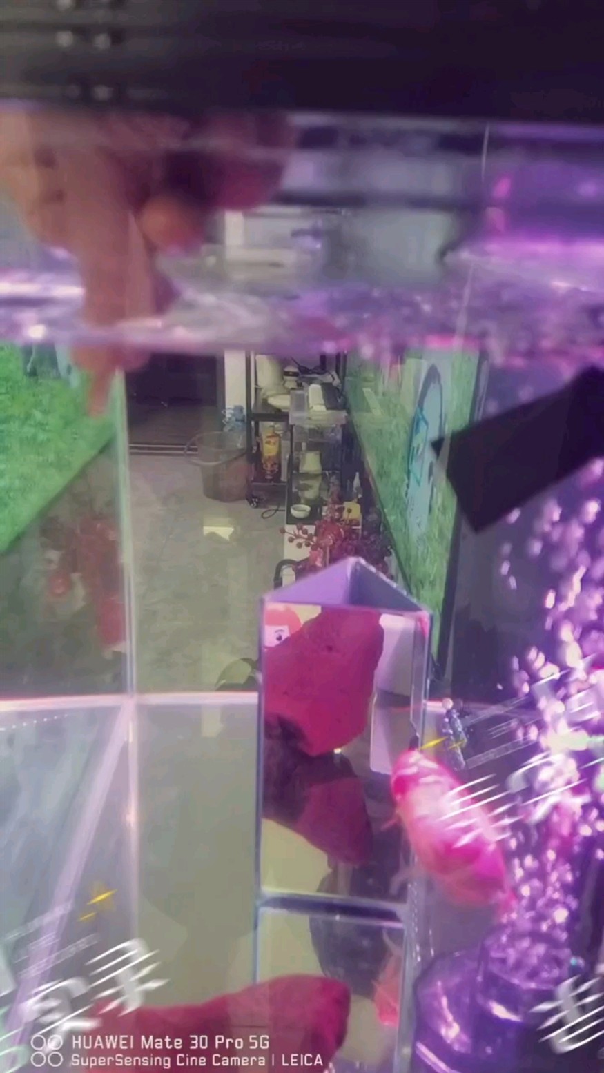 捕食一刻，注定是條猛貨！紋路比較完美，亮片分布均勻，通體紅白兩色，黃金眼，頭部剛剛發力，喜歡吃蝦，互動熱情，戰斗力爆表