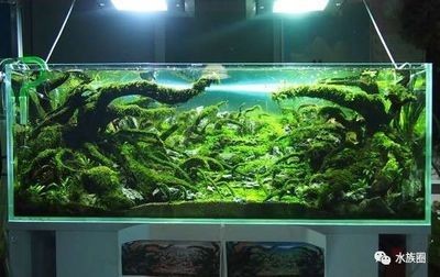 1米2的魚缸怎么造景好看