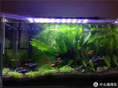 如何判斷龍魚是否需要關燈？（如何判斷是否需要為龍魚關燈）