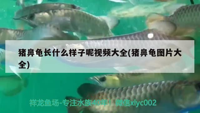 豬鼻龜長什么樣子呢視頻大全(豬鼻龜圖片大全)