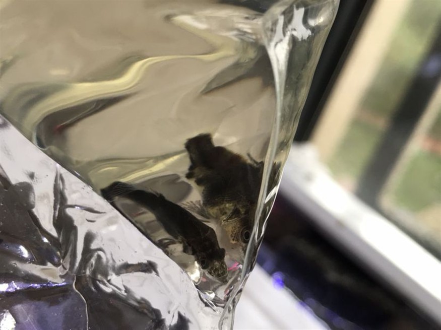 中國虎魚安排上了