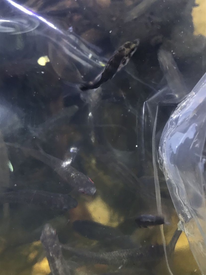 中國虎魚安排上了