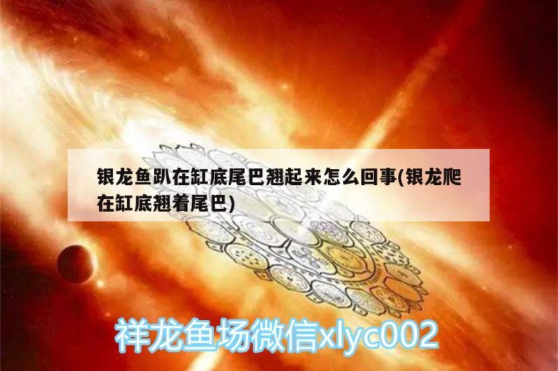 銀龍魚(yú)趴在缸底尾巴翹起來(lái)怎么回事(銀龍爬在缸底翹著尾巴)