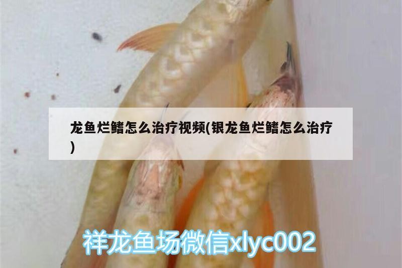 龍魚爛鰭怎么治療視頻(銀龍魚爛鰭怎么治療)
