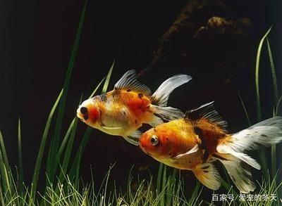 大蘇打魚缸怎么用視頻：大蘇打在魚缸中的主要用途是消除水中的氯，特別是使用氯制劑的魚缸
