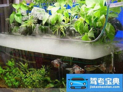 大蘇打魚缸怎么用視頻：大蘇打在魚缸中的主要用途是消除水中的氯，特別是使用氯制劑的魚缸