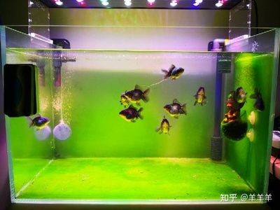 大型魚缸品牌推薦知乎：2024年魚缸十大品牌榜根據搜索結果整理的魚缸品牌介紹
