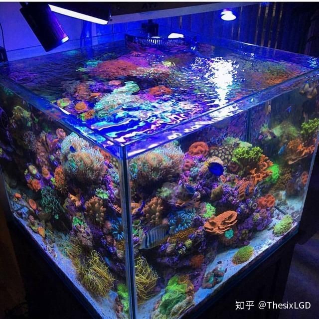 大型魚缸品牌推薦知乎：2024年魚缸十大品牌榜根據搜索結果整理的魚缸品牌介紹