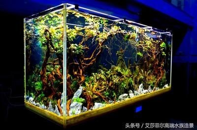 龍魚(yú)適合什么溫度的水（龍魚(yú)水溫波動(dòng)大怎么辦,）