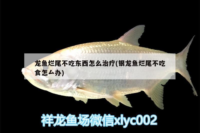 龍魚爛尾不吃東西怎么治療(銀龍魚爛尾不吃食怎厶辦)