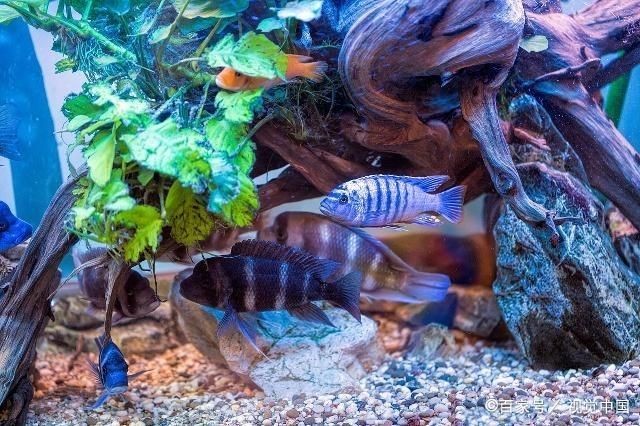 慈鯛魚魚缸造景方法視頻教學：三湖慈鯛魚缸造景教程