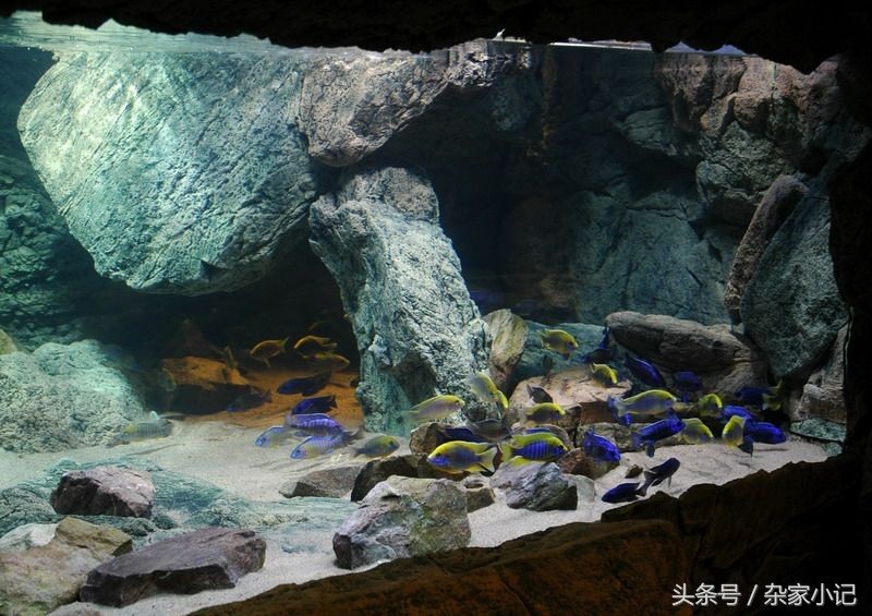 慈鯛魚魚缸造景方法視頻教學：三湖慈鯛魚缸造景教程