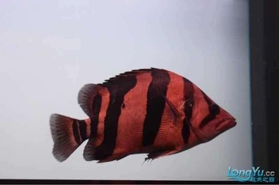慈鯛魚魚缸造景方法視頻教學：三湖慈鯛魚缸造景教程