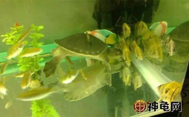 豬鼻龜性格溫順嗎圖片：豬鼻龜如何區分公母