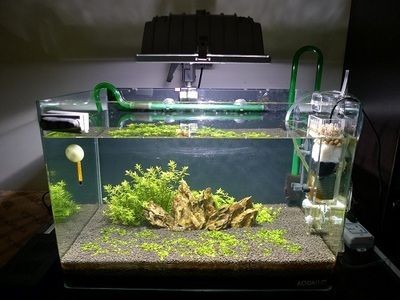 大魚缸用小過濾器會怎樣：大魚缸使用小過濾器會導致水質惡化，對魚的健康和生存構成威脅