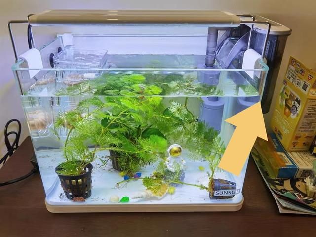 大魚缸用小過濾器會怎樣：大魚缸使用小過濾器會導致水質惡化，對魚的健康和生存構成威脅