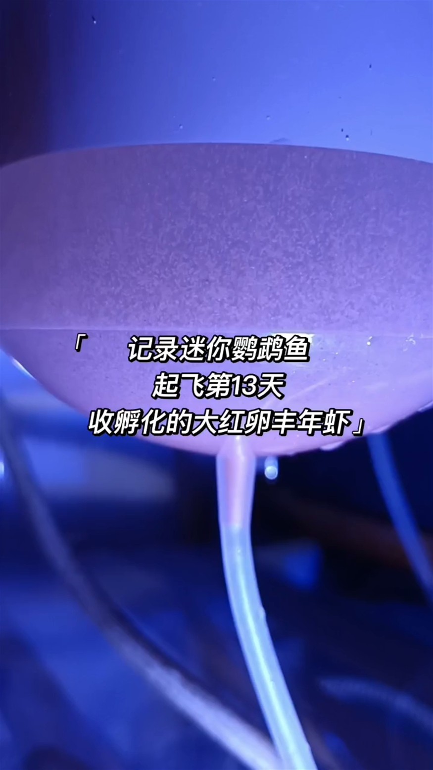 記錄魚苗起飛第13天
