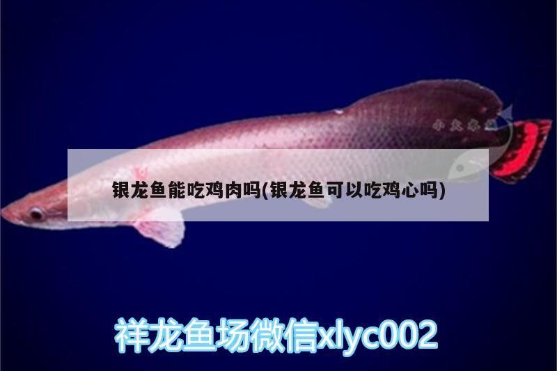 銀龍魚能吃雞肉嗎(銀龍魚可以吃雞心嗎)