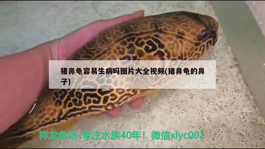豬鼻龜容易生病嗎圖片大全視頻(豬鼻龜的鼻子)
