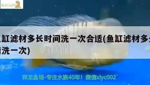 魚缸濾材多長時間洗一次合適(魚缸濾材多久清洗一次)