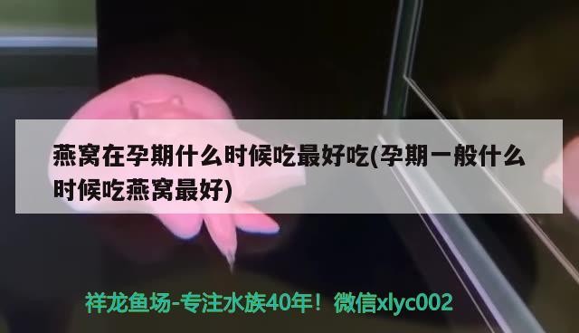 羅漢魚和豬鼻龜可以混養嗎？
