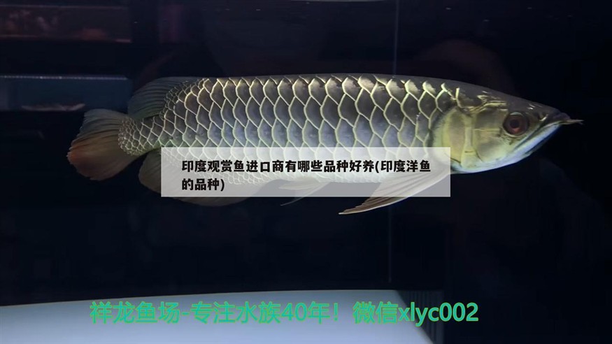 羅漢魚和豬鼻龜可以混養嗎？