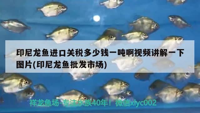 羅漢魚和豬鼻龜可以混養嗎？