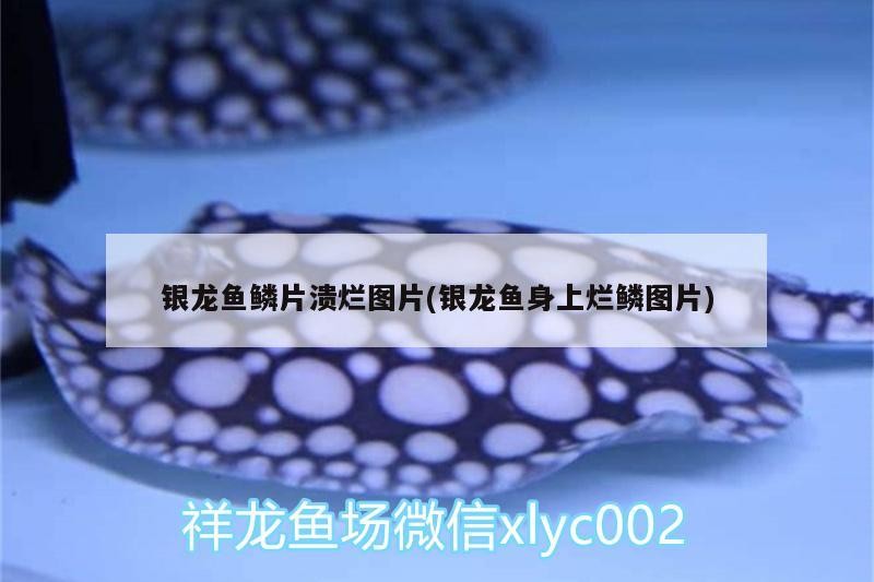 銀龍魚鱗片潰爛圖片(銀龍魚身上爛鱗圖片)