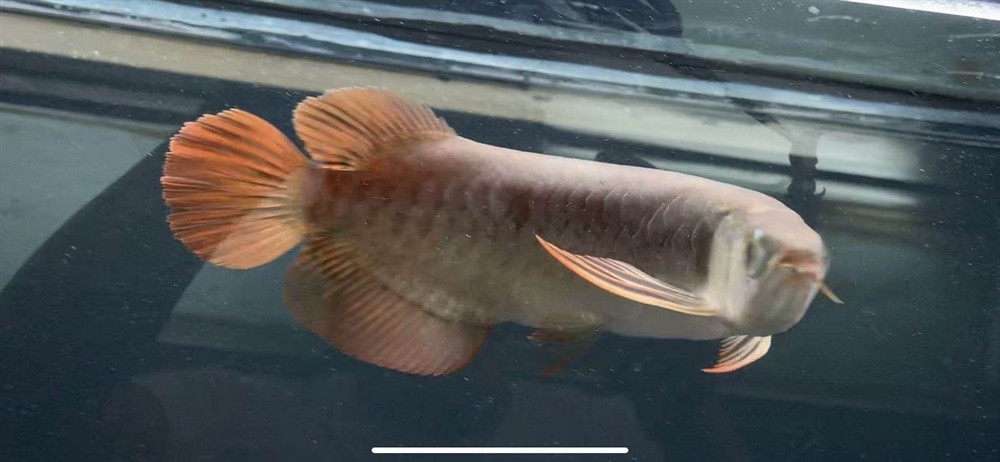 龍魚瑕疵特價挑選思考