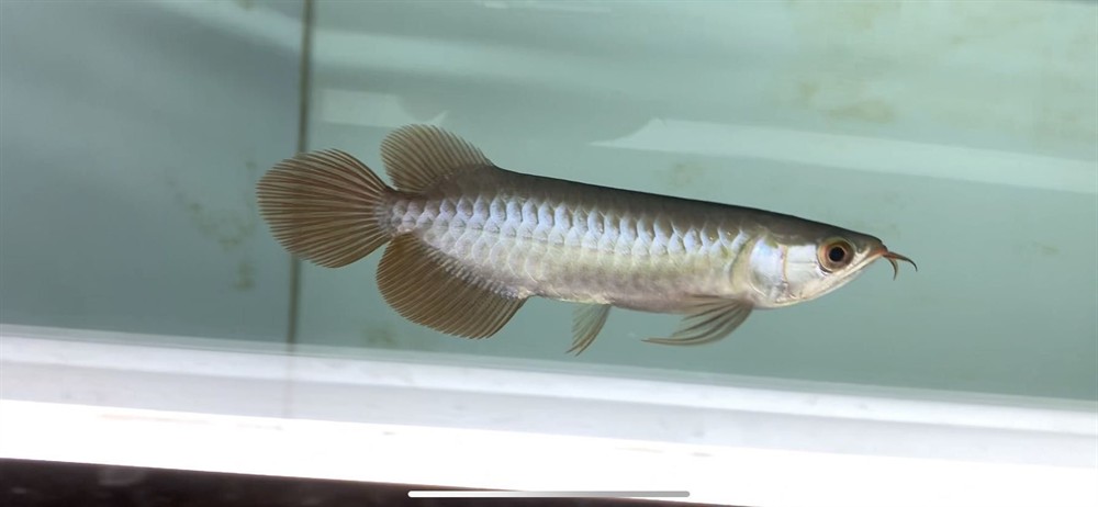 龍魚瑕疵特價挑選思考