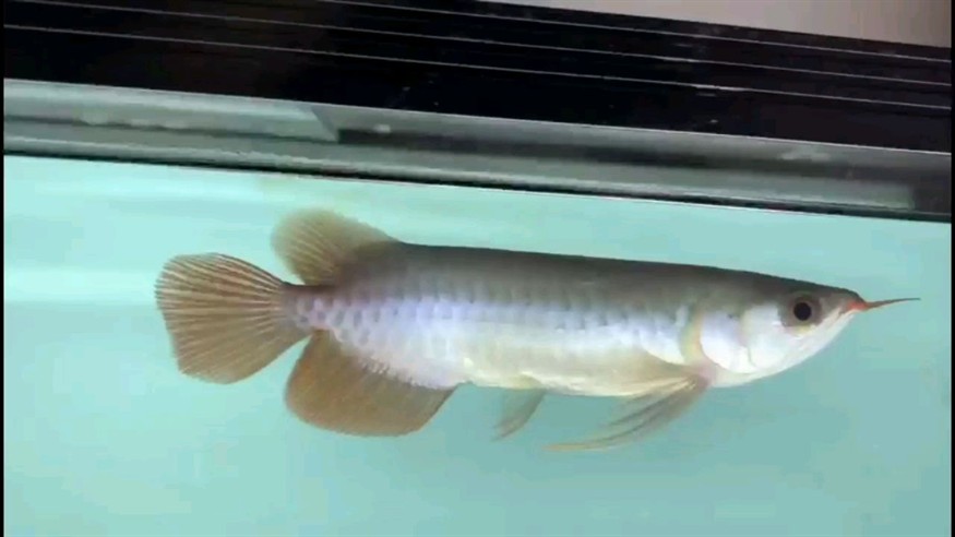 龍魚瑕疵特價挑選思考