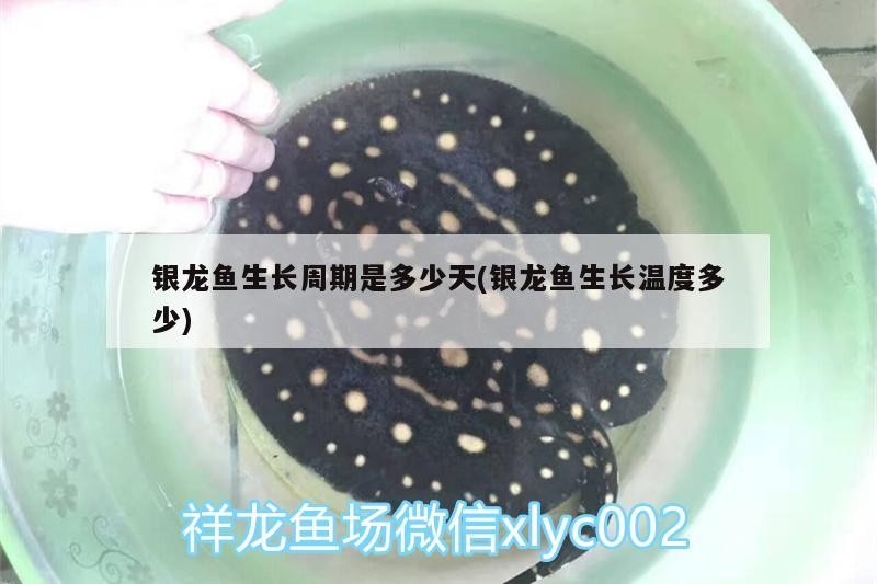 銀龍魚生長(zhǎng)周期是多少天(銀龍魚生長(zhǎng)溫度多少)