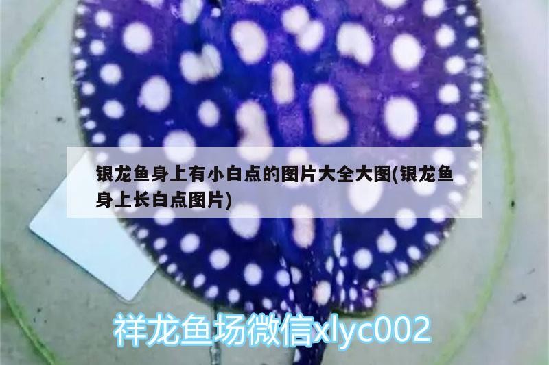 銀龍魚身上有小白點的圖片大全大圖(銀龍魚身上長白點圖片)