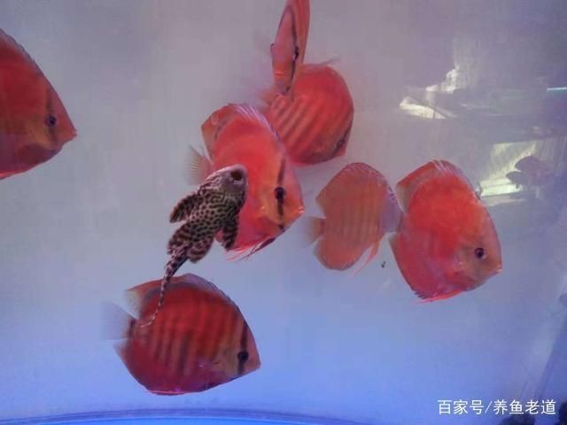 1米2的魚缸養七彩需要每天換水嗎：1米2的魚缸養七彩神仙魚是否需要每天換水并沒有確切的答案