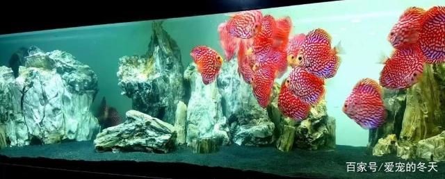 1米2的魚缸養七彩需要每天換水嗎：1米2的魚缸養七彩神仙魚是否需要每天換水并沒有確切的答案
