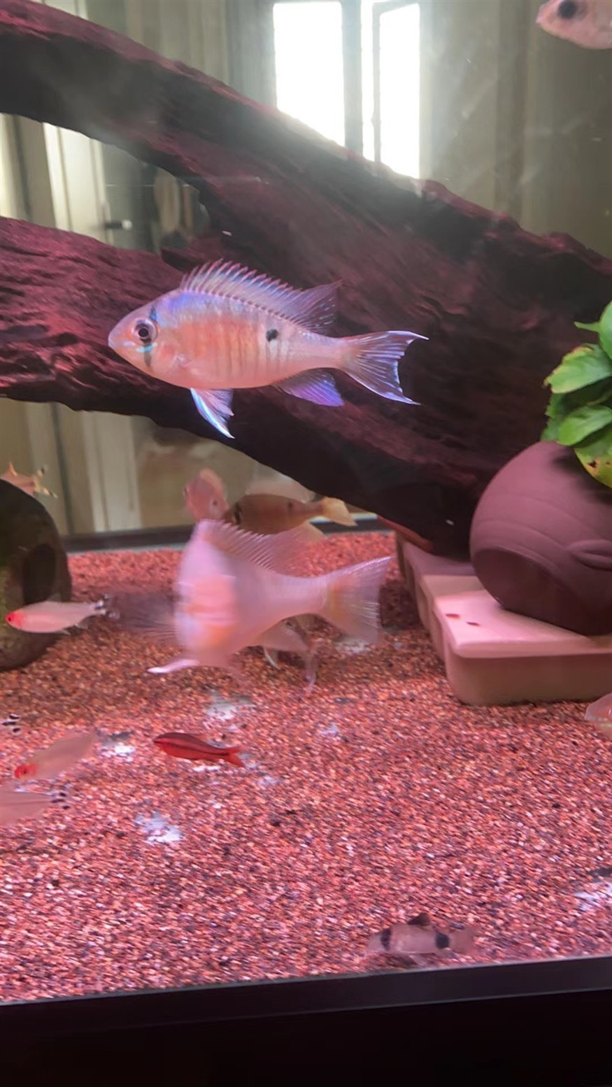 南美的小精靈，圣塔倫月亮寶石魚