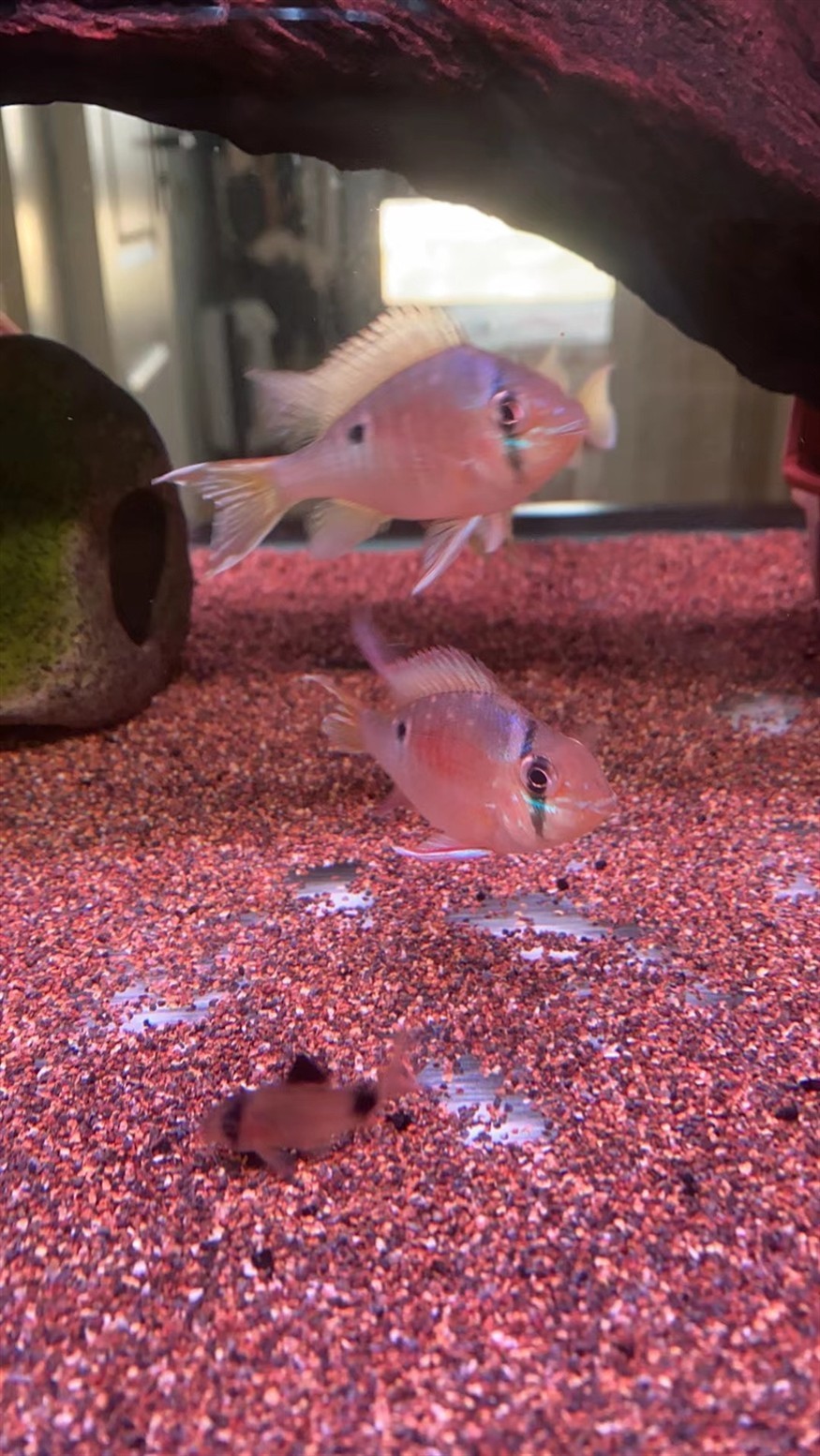 南美的小精靈，圣塔倫月亮寶石魚