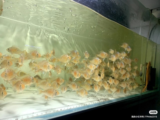 南美的小精靈，圣塔倫月亮寶石魚